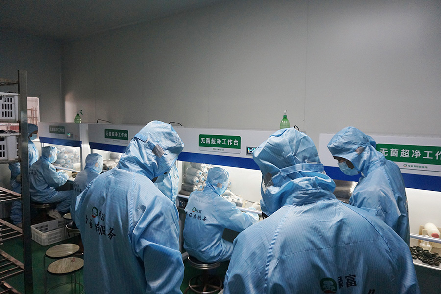 学员亲手实践食用菌接种操作技术2