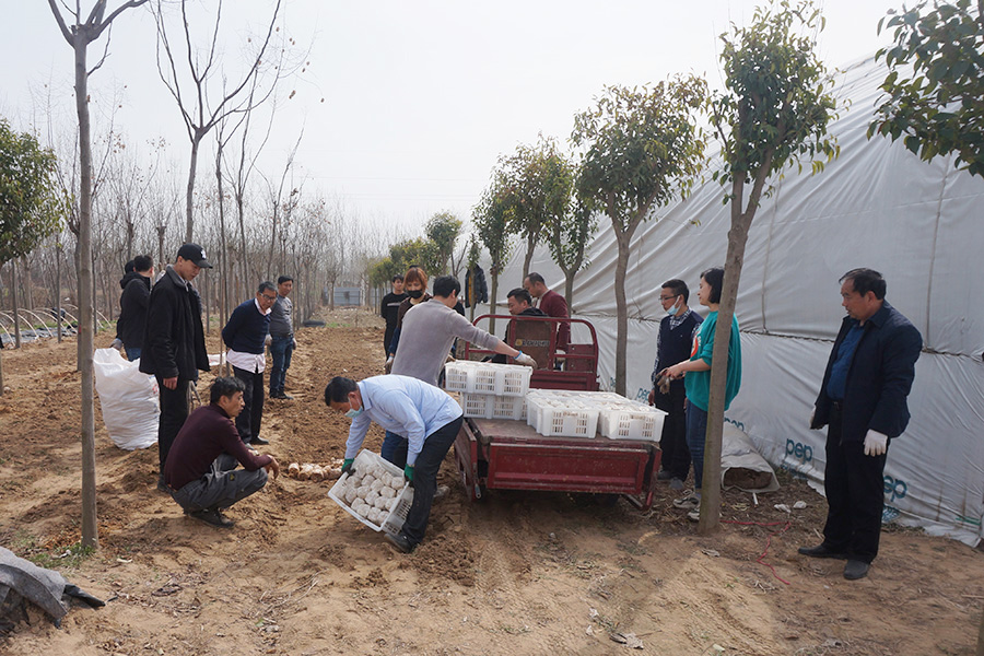 实践学习林下鸡枞菌、鸡腿菇种植技术2