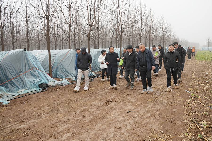 走进基地学习林下羊肚菌种植管理技术1