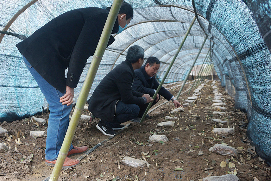 学习林下羊肚菌种植技术2