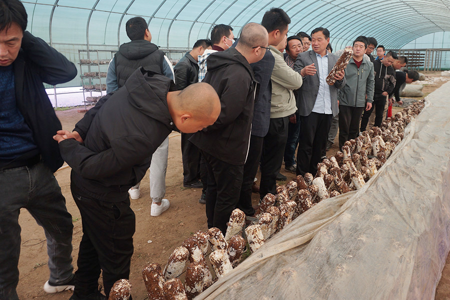 学习不同模式的食用菌大棚建设与香菇种植技术2