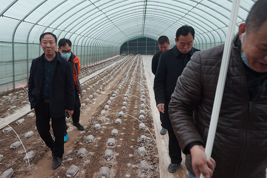 现场学习羊肚菌种植后管理技术1