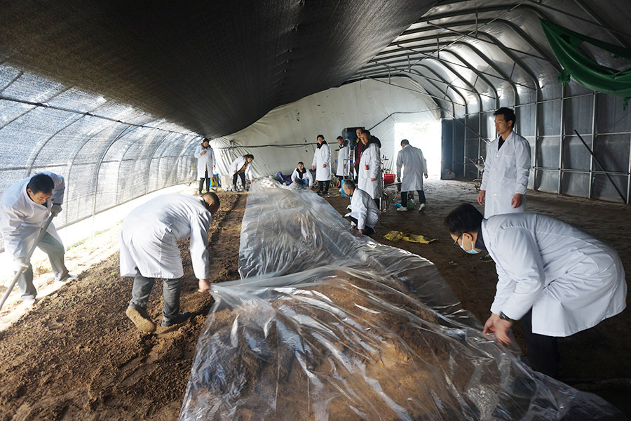 学习羊肚菌种植技术之播种1