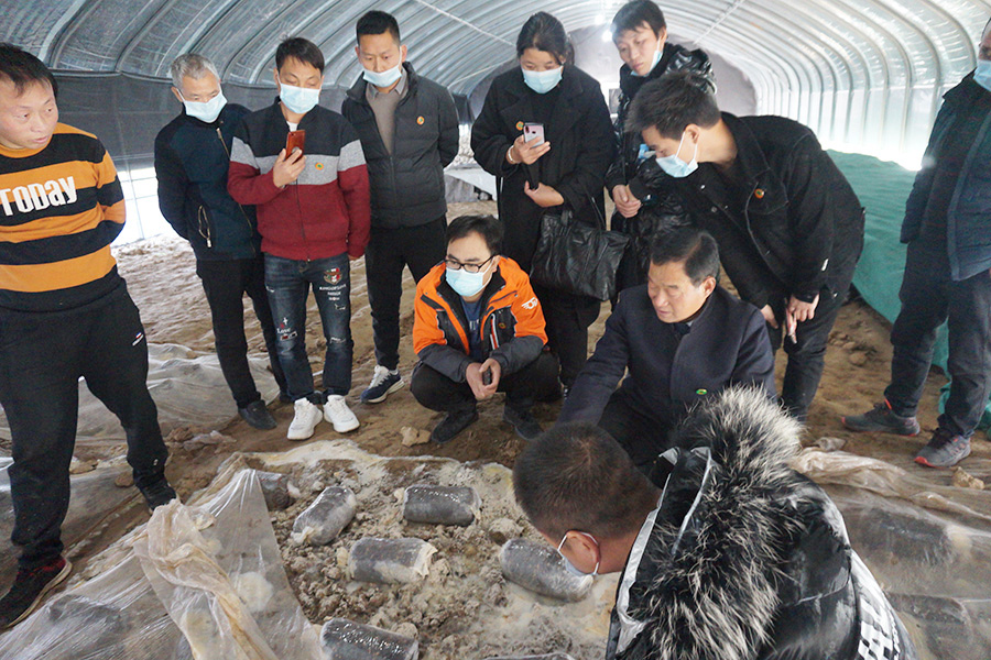 学习羊肚菌种植管理技术1