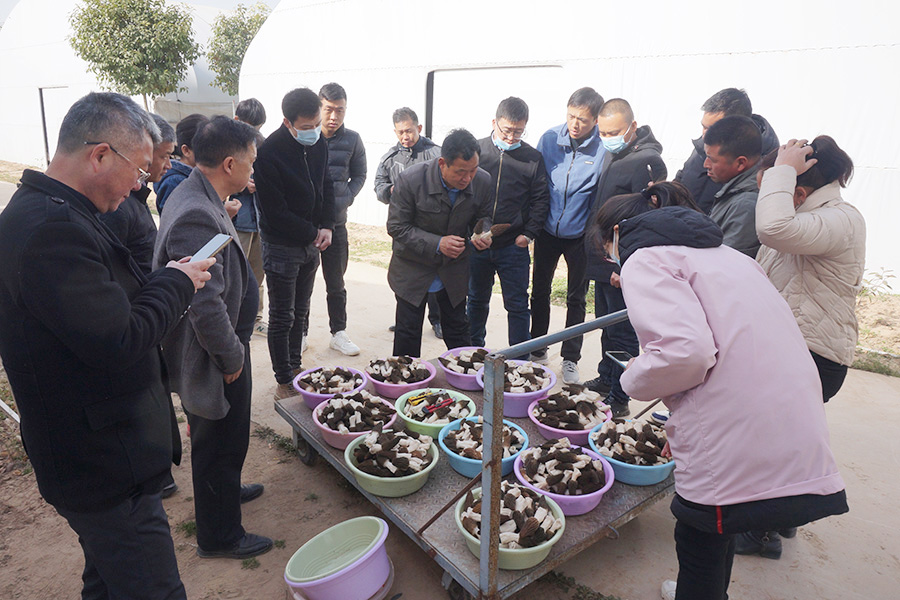 学习羊肚菌采收与分级烘干技术3