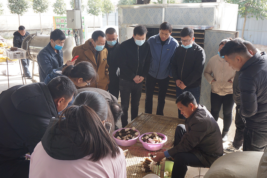 学习羊肚菌采收与分级烘干技术1