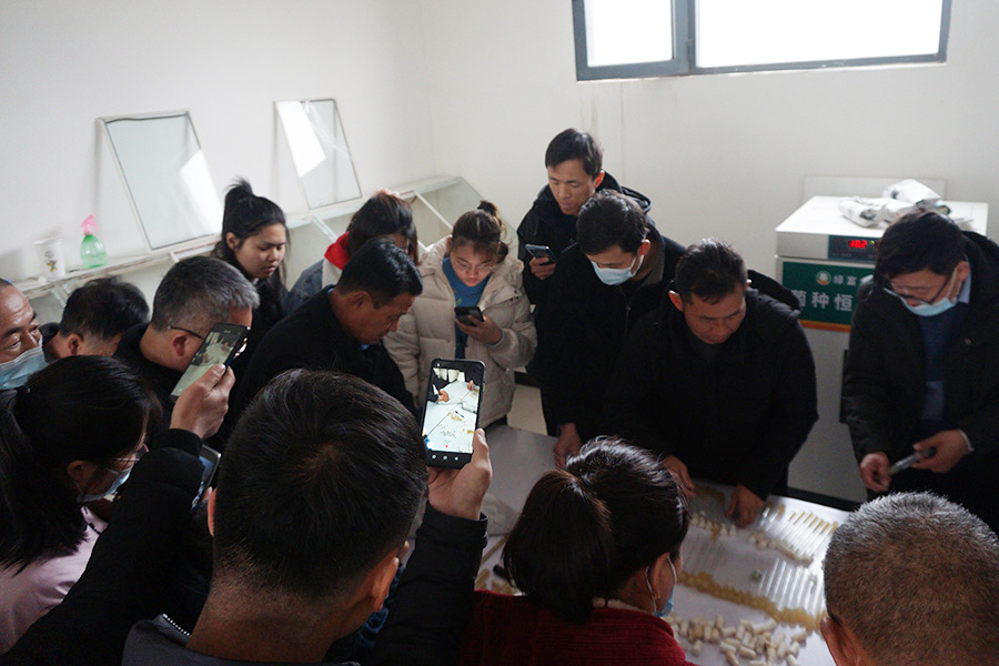 实操学习羊肚菌菌种制作技术2