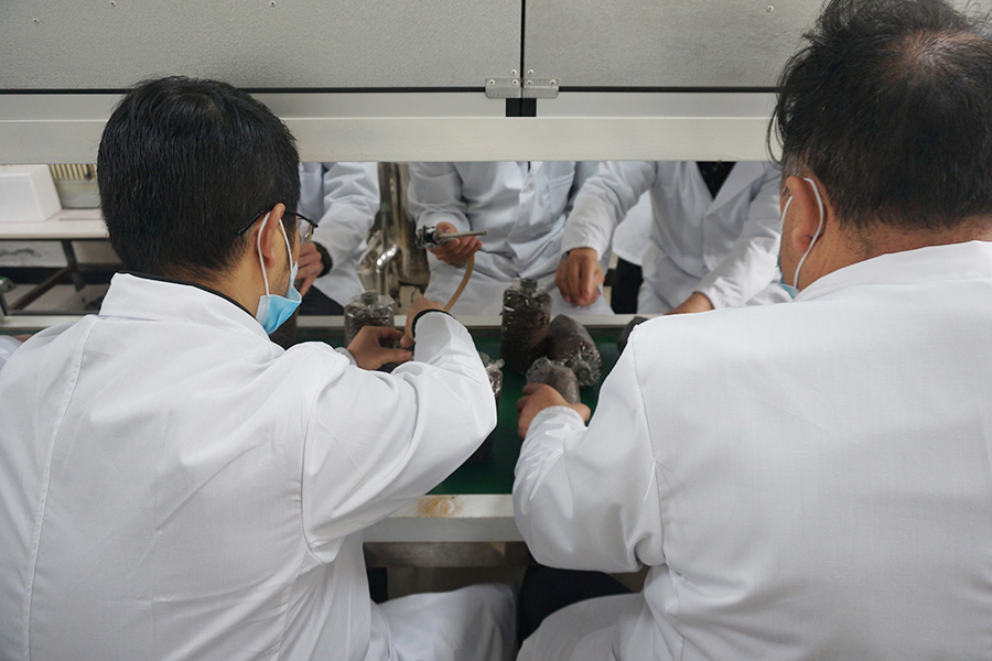 学习食用菌试管母种一级菌种制作技术4