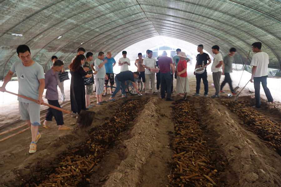 实践学习高温食用菌草菇种植技术1