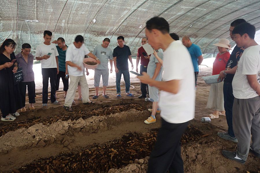 实践学习高温食用菌草菇种植技术2