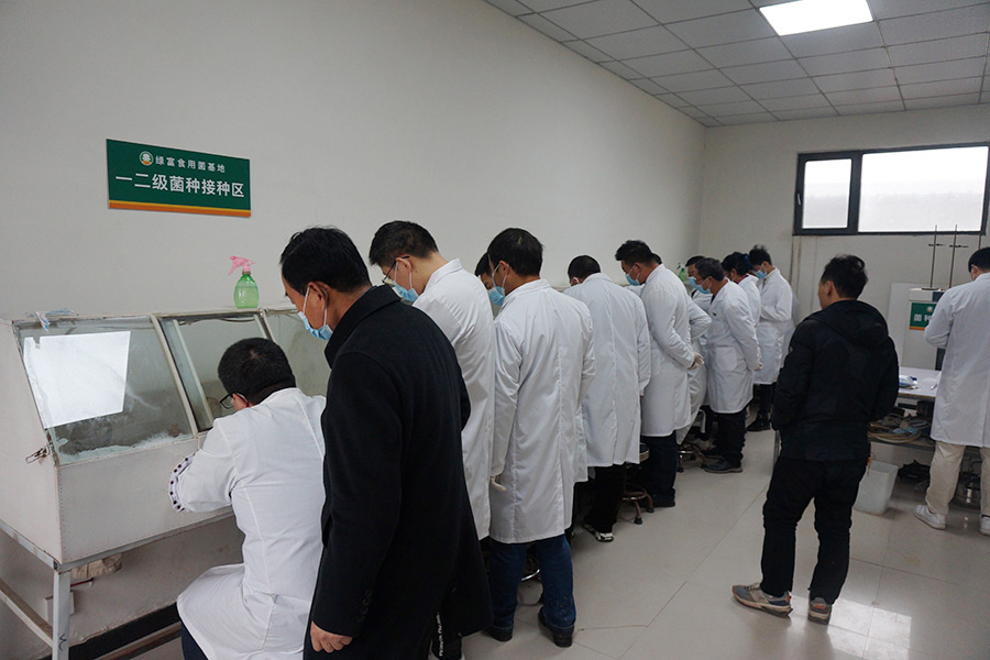 学习三角瓶液体菌种制作技术2