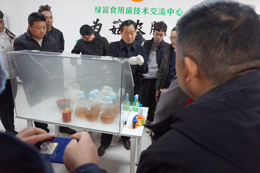 学习三角瓶液体菌种制作技术3