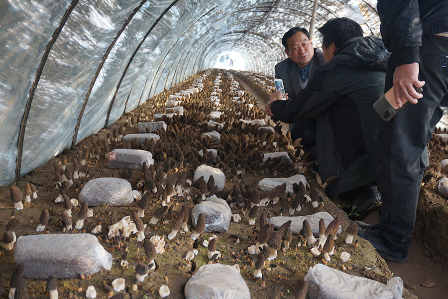 到羊肚菌基地现场学习出菇管理与采收2