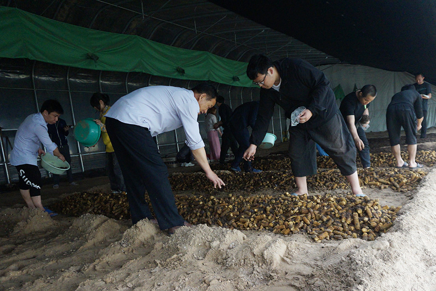 学习高温食用菌草菇播种技术1