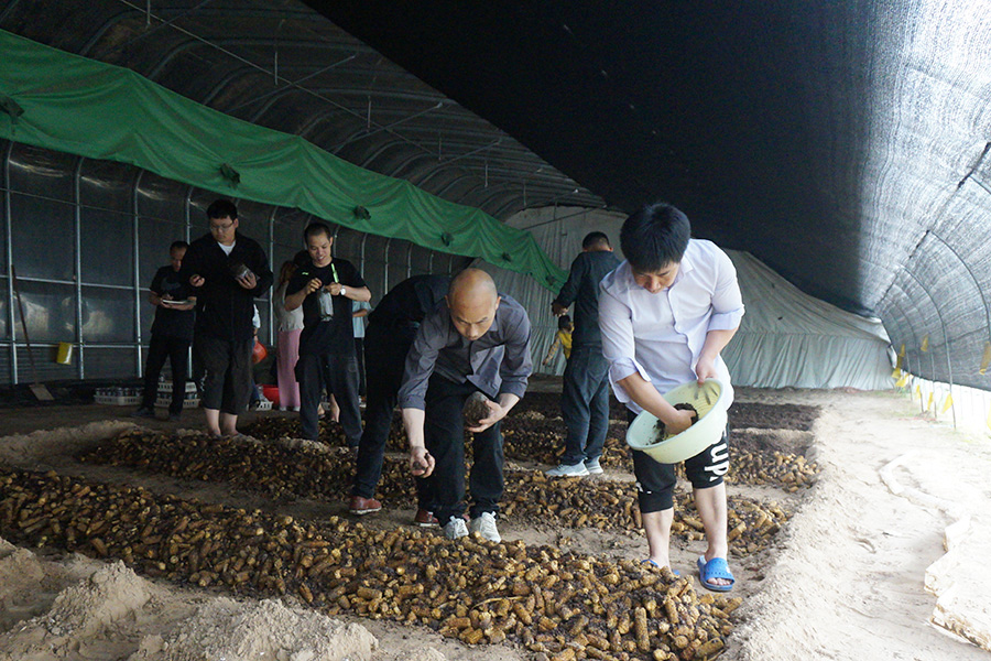 学习高温食用菌草菇播种技术2