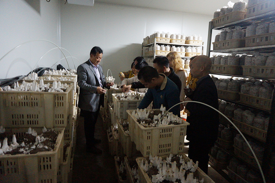 学习闲置房屋筐栽种植食用菌技术2