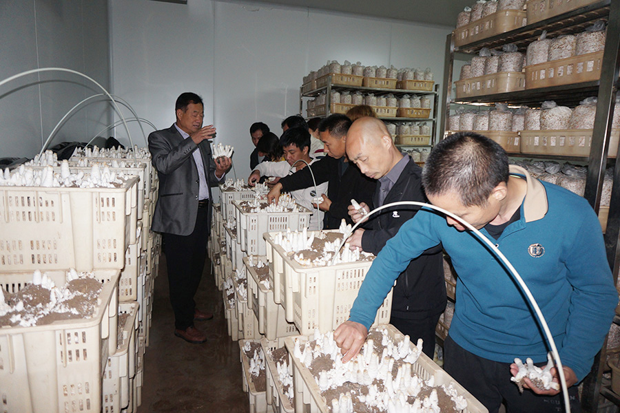 学习闲置房屋筐栽种植食用菌技术1