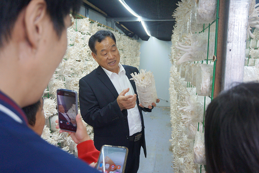 学习金耳、秀珍菇种植技术2