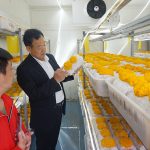 学习金耳、秀珍菇种植技术