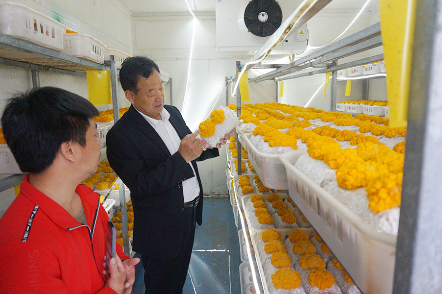 学习金耳、秀珍菇种植技术