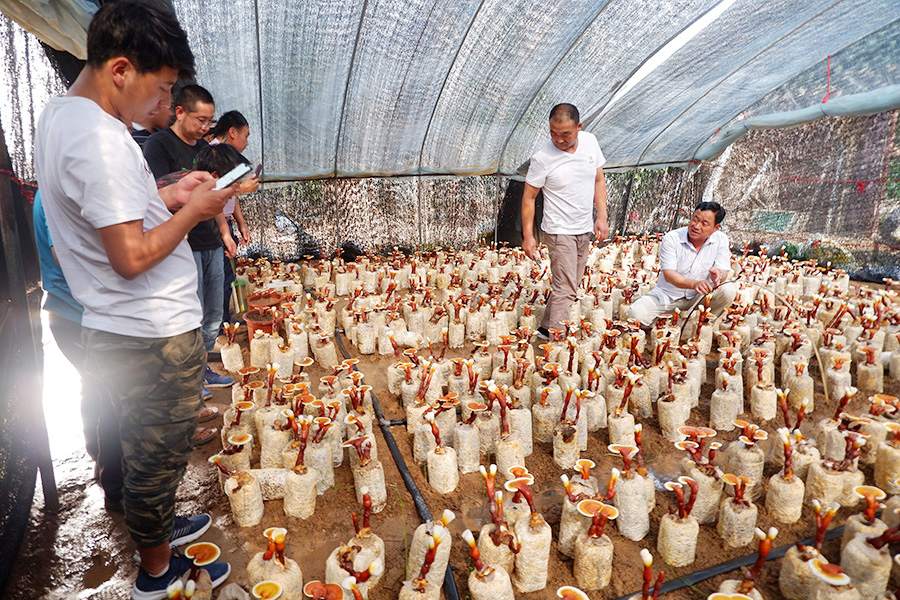 走进大棚现场学习灵芝种植技术2
