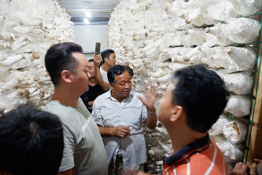 学习厂房种植食用菌立体出菇技术2