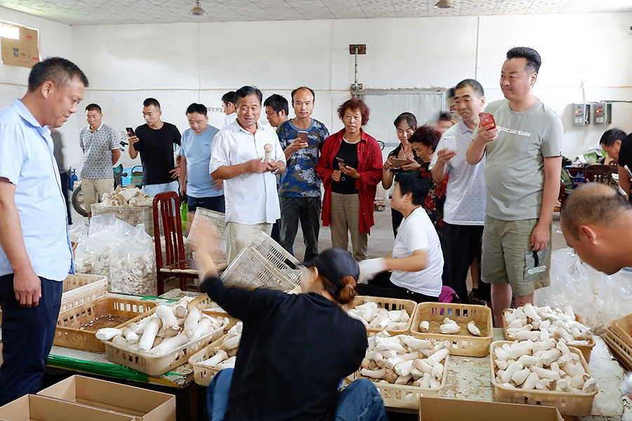 学习厂房种植食用菌立体出菇技术3