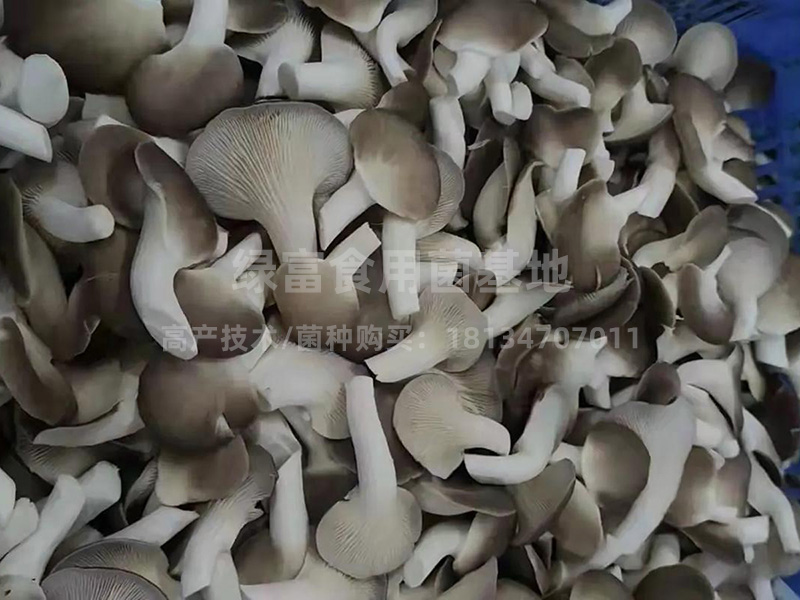秀珍菇高产种植基地3